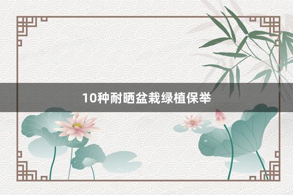 10种耐晒盆栽绿植保举